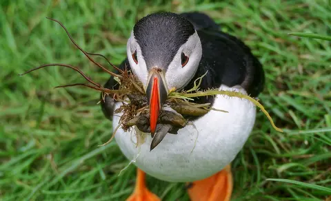 Atlantic Puffin (Fratercula arctica) — photo 2 of 4