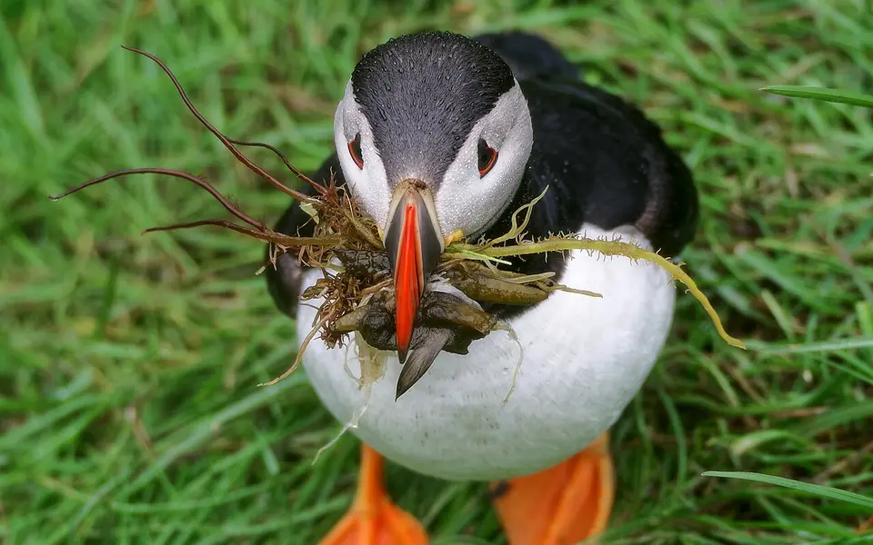 Atlantic Puffin (Fratercula arctica) — photo 2 of 4