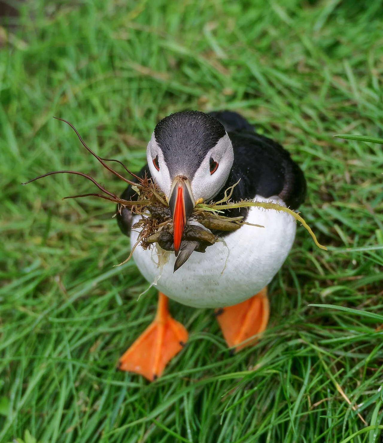Atlantic Puffin (Fratercula arctica) — photo 2 of 4