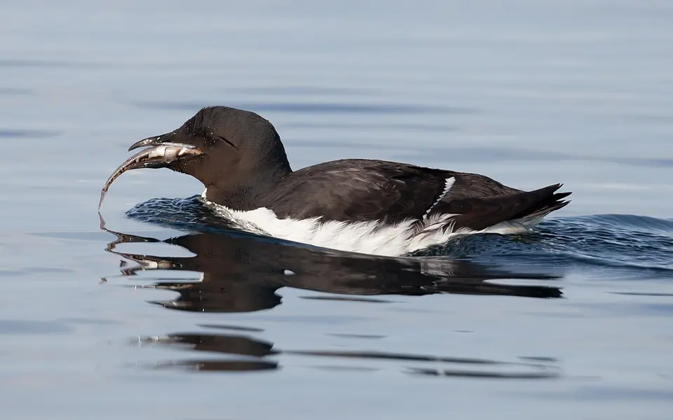 Thick-billed Murre (Uria lomvia) — photo 2 of 3