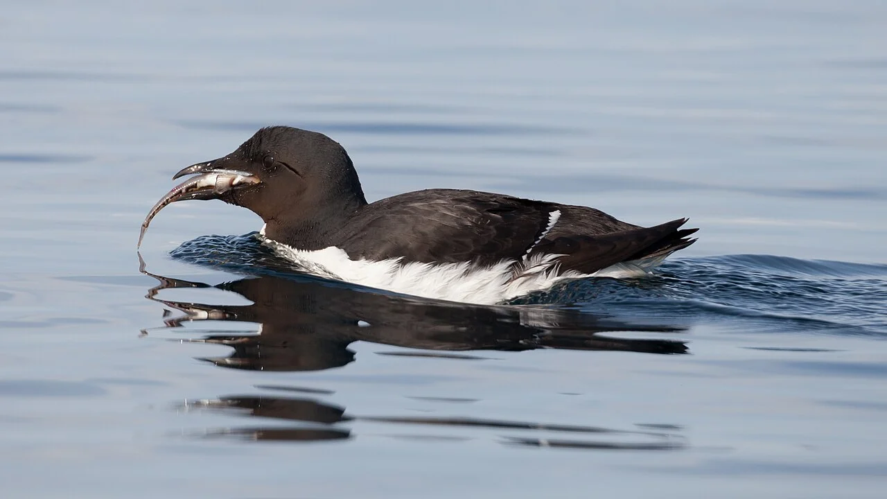 Thick-billed Murre (Uria lomvia) — photo 2 of 3