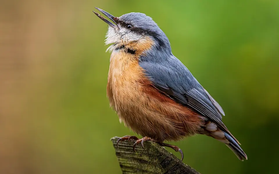 Eurasian Nuthatch (Sitta europaea) — photo 5 of 5