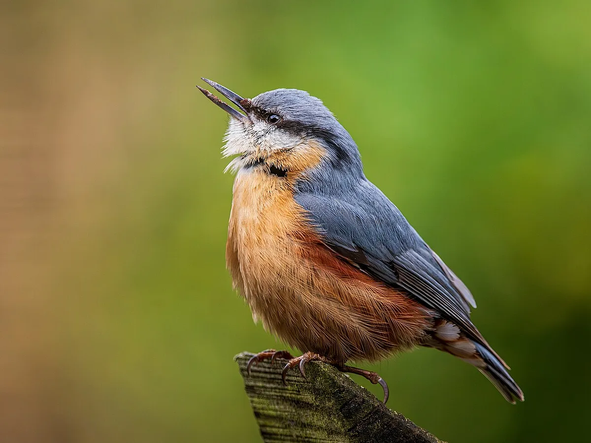 Eurasian Nuthatch