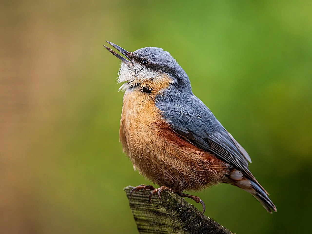 Eurasian Nuthatch
