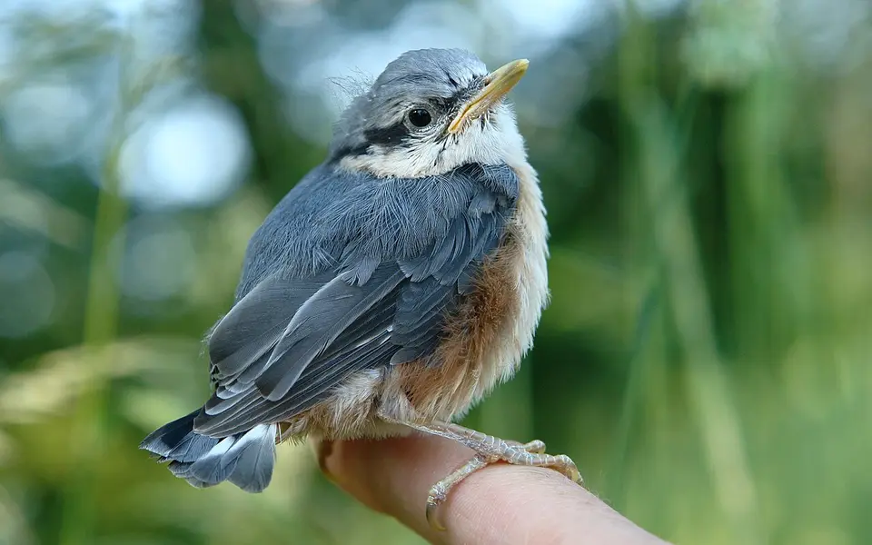 Eurasian Nuthatch (Sitta europaea) — photo 3 of 5
