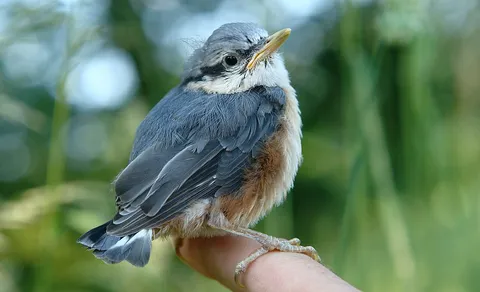Eurasian Nuthatch