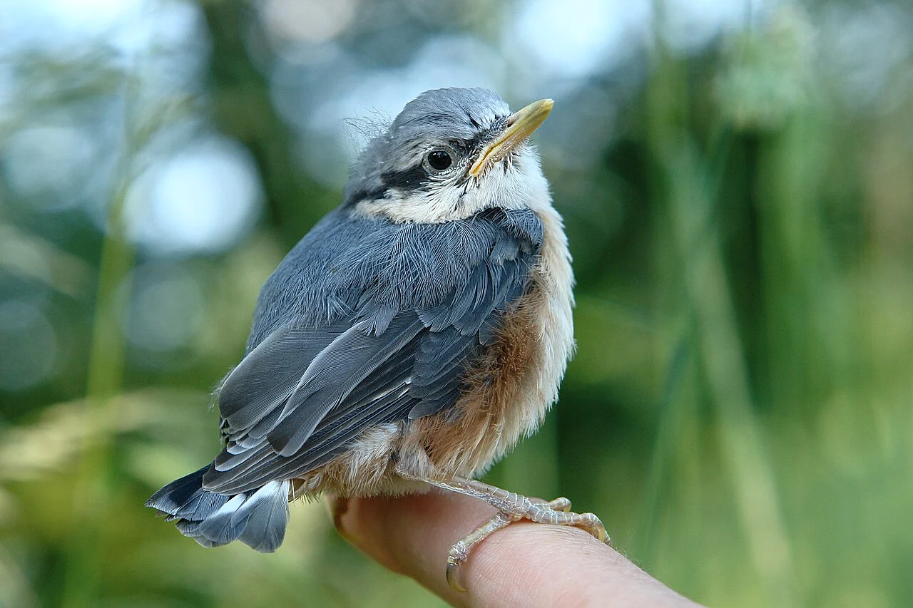 Eurasian Nuthatch