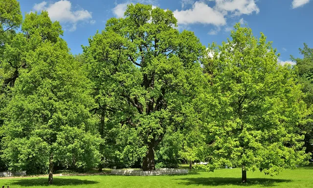 Yelagin Island natural monument