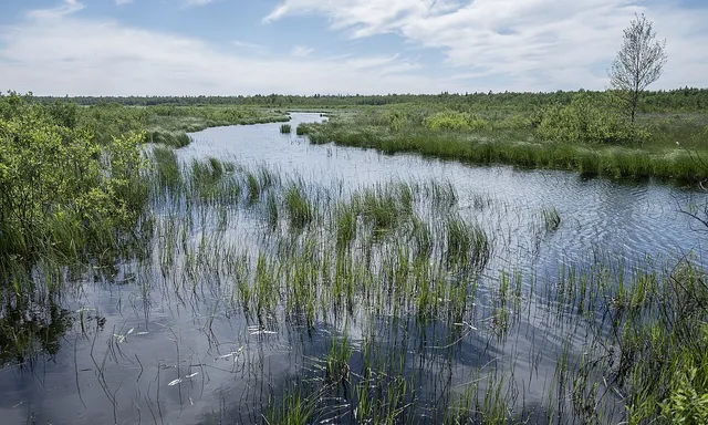 Коккоревский заказник