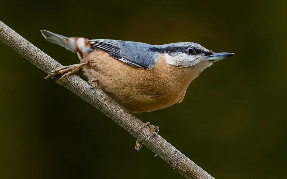 Eurasian Nuthatch (Sitta europaea) — photo 1 of 5