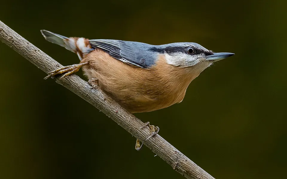 Eurasian Nuthatch