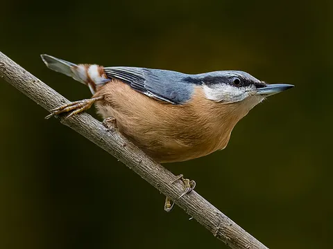 Eurasian Nuthatch