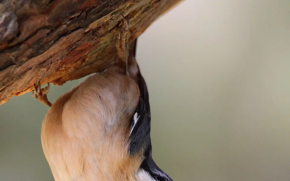 Eurasian Nuthatch (Sitta europaea) — photo 4 of 5