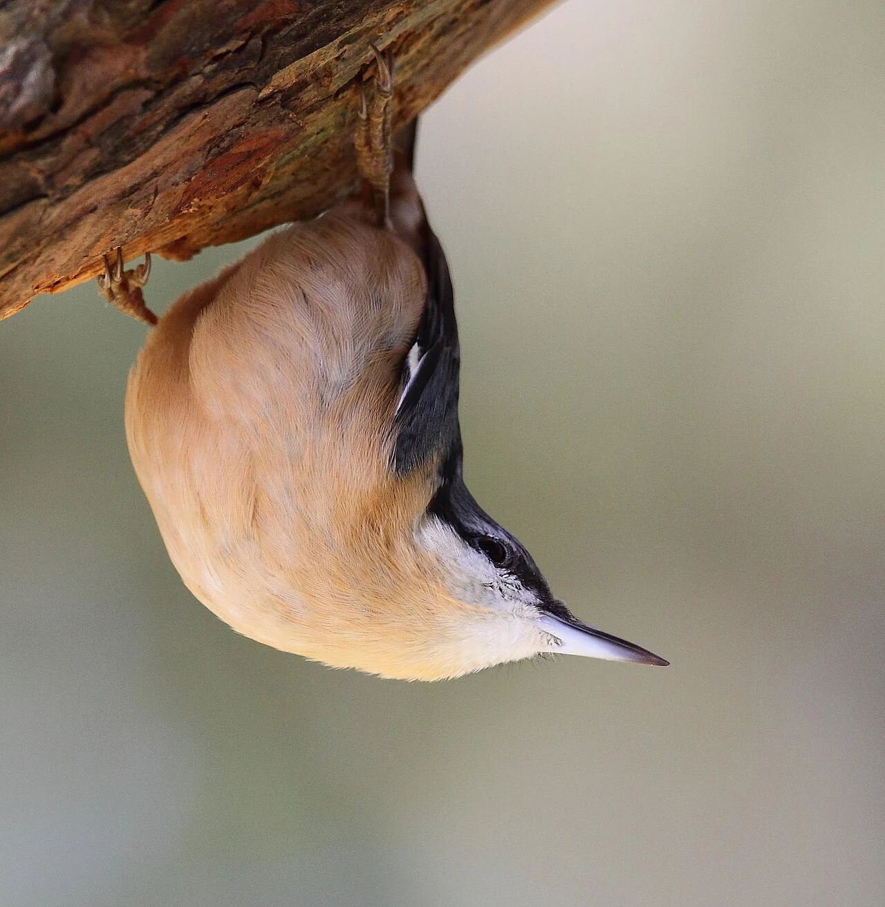 Eurasian Nuthatch