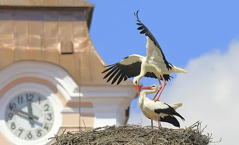 White Stork