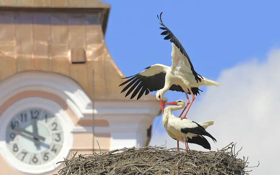 White Stork (Ciconia ciconia) — photo 3 of 5