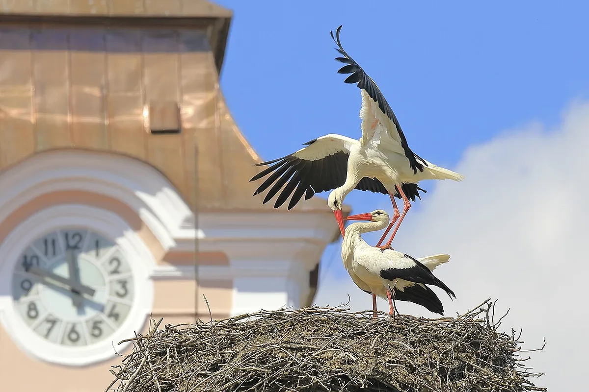 White Stork