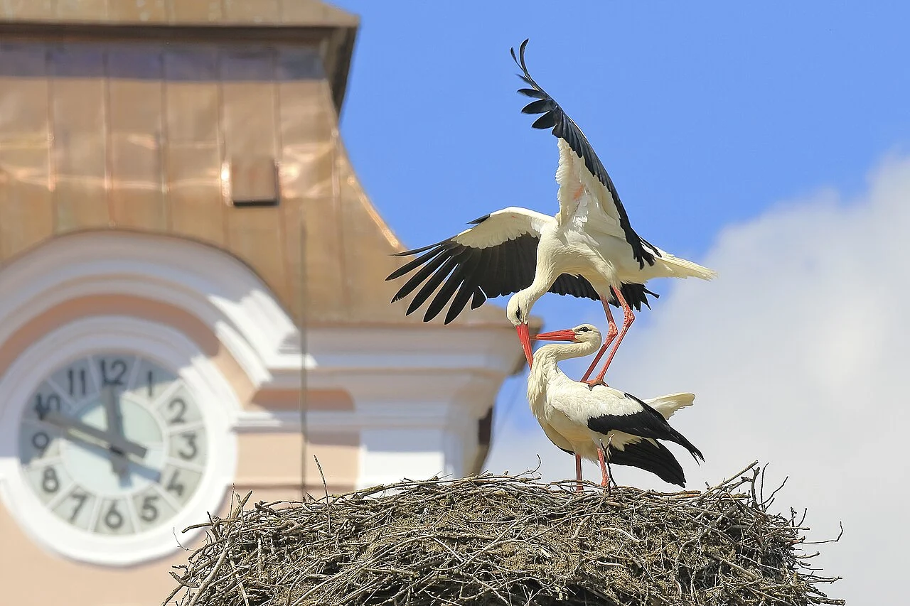 White Stork