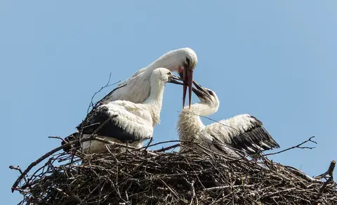 White Stork (Ciconia ciconia) — photo 2 of 5