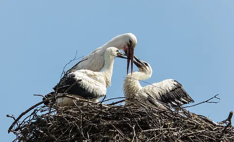 White Stork