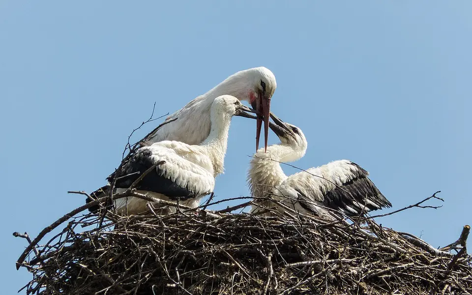 White Stork (Ciconia ciconia) — photo 2 of 5