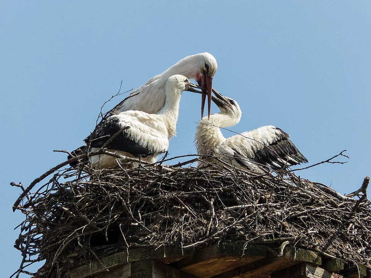 White Stork