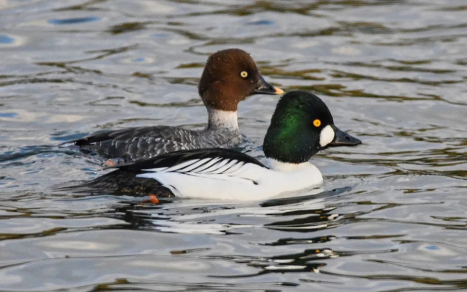 Common Goldeneye (Bucephala clangula) — photo 3 of 3