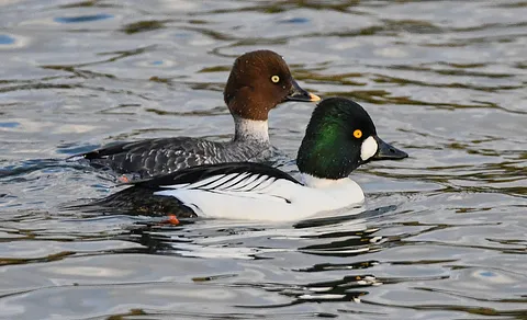 Common Goldeneye (Bucephala clangula) — photo 3 of 3