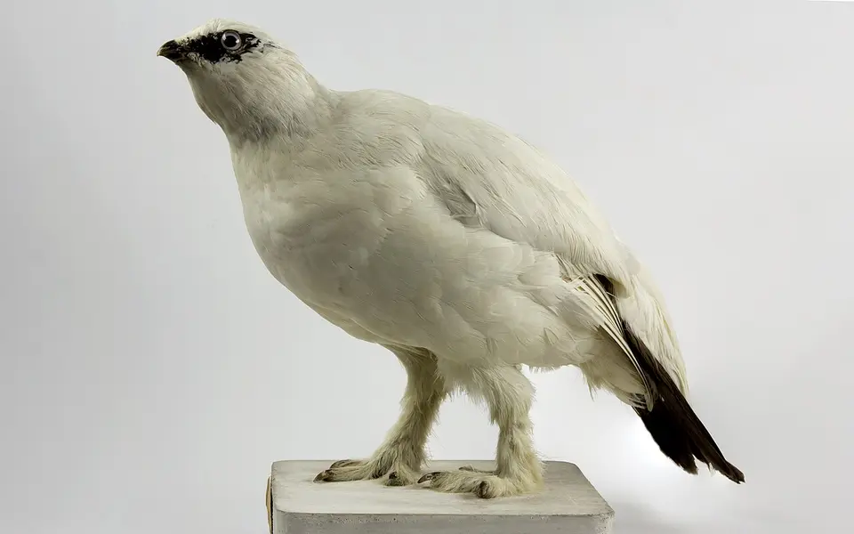 Rock Ptarmigan (Lagopus muta) — photo 3 of 4