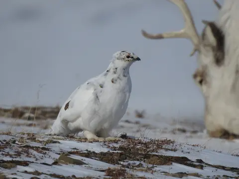 Rock Ptarmigan