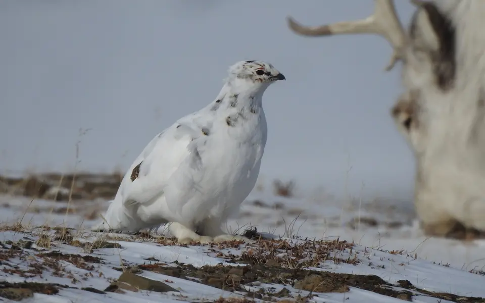 Rock Ptarmigan (Lagopus muta) — photo 1 of 4