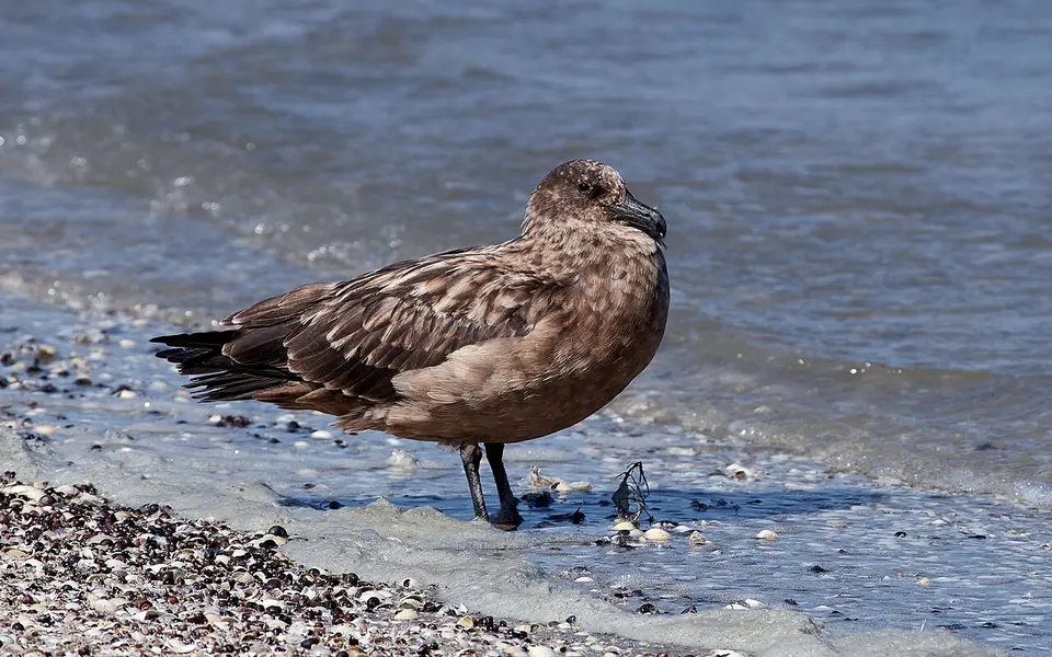 Great Skua (Stercorarius skua) — photo 2 of 4