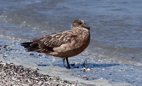 Great Skua (Stercorarius skua) — photo 2 of 4