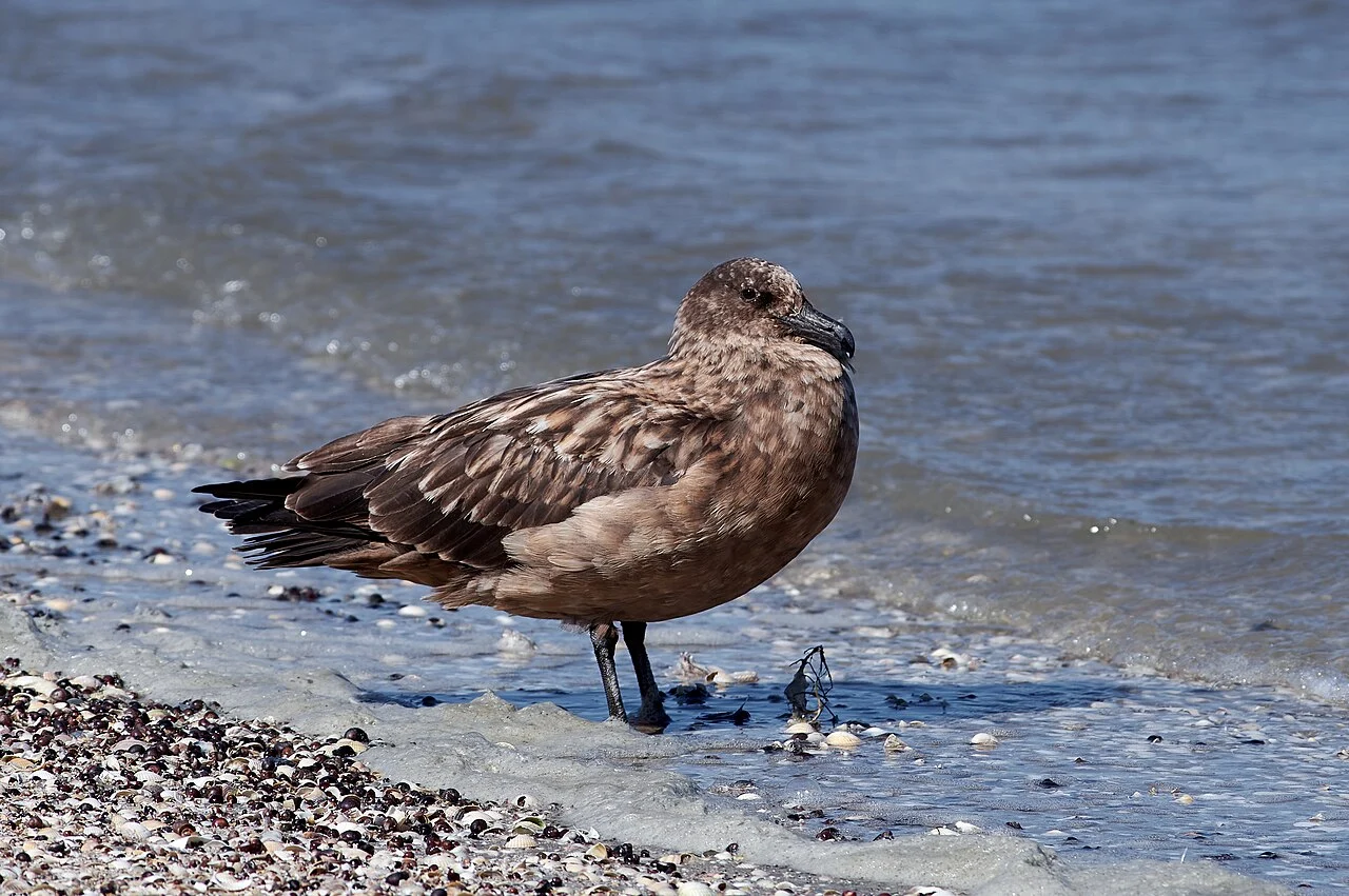 Great Skua (Stercorarius skua) — photo 2 of 4