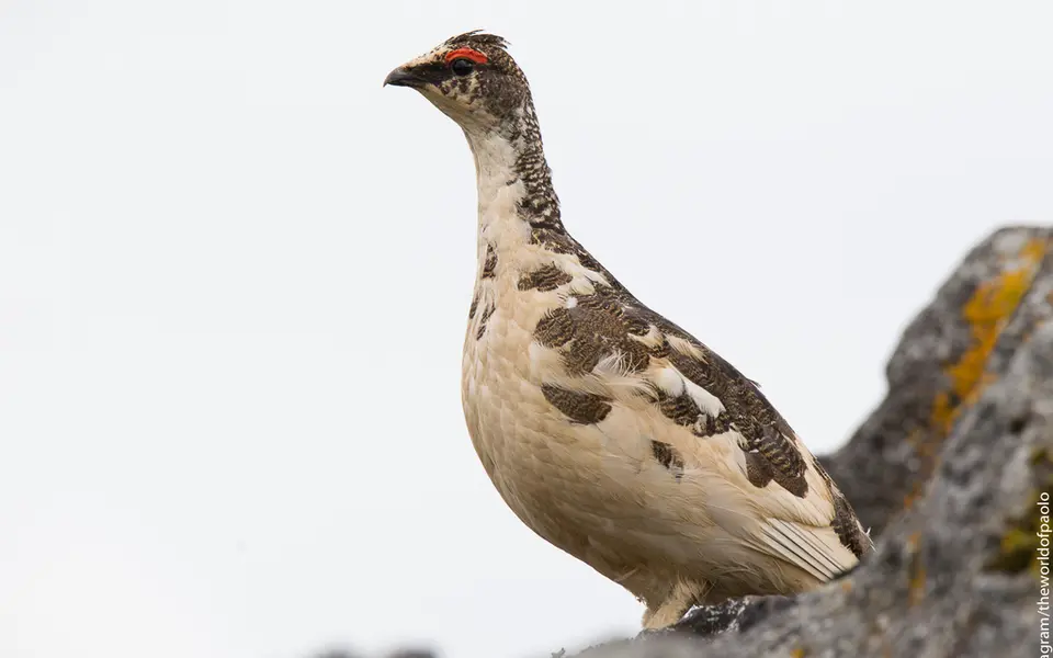 Rock Ptarmigan (Lagopus muta) — photo 4 of 4