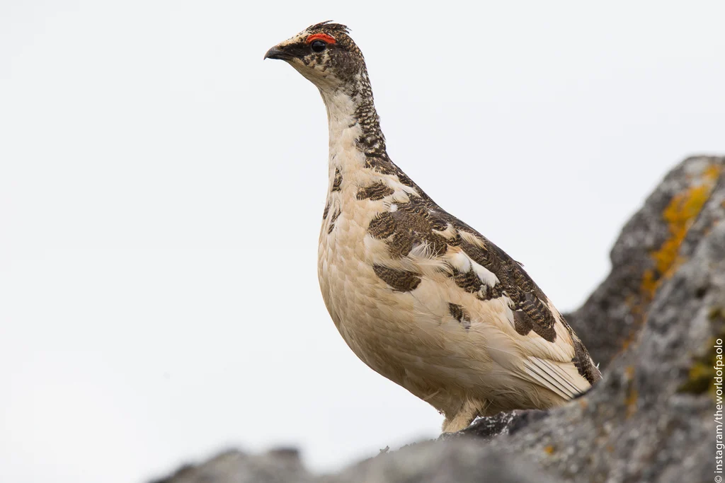 Rock Ptarmigan (Lagopus muta) — photo 4 of 4