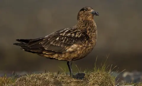 Great Skua (Stercorarius skua) — photo 3 of 4