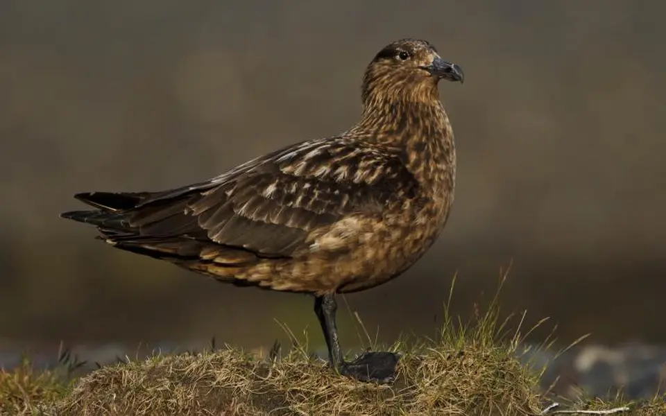 Great Skua (Stercorarius skua) — photo 3 of 4