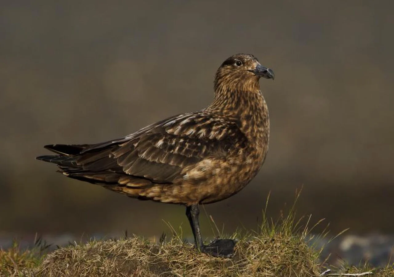 Great Skua (Stercorarius skua) — photo 3 of 4