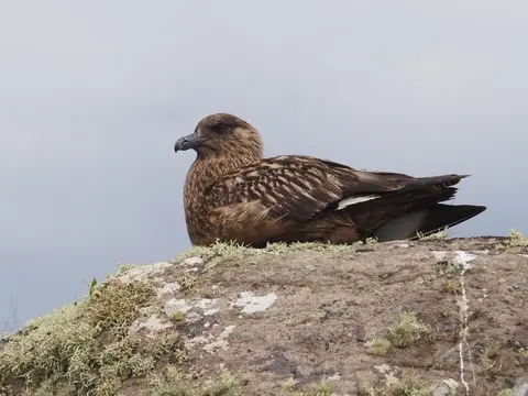 Great Skua
