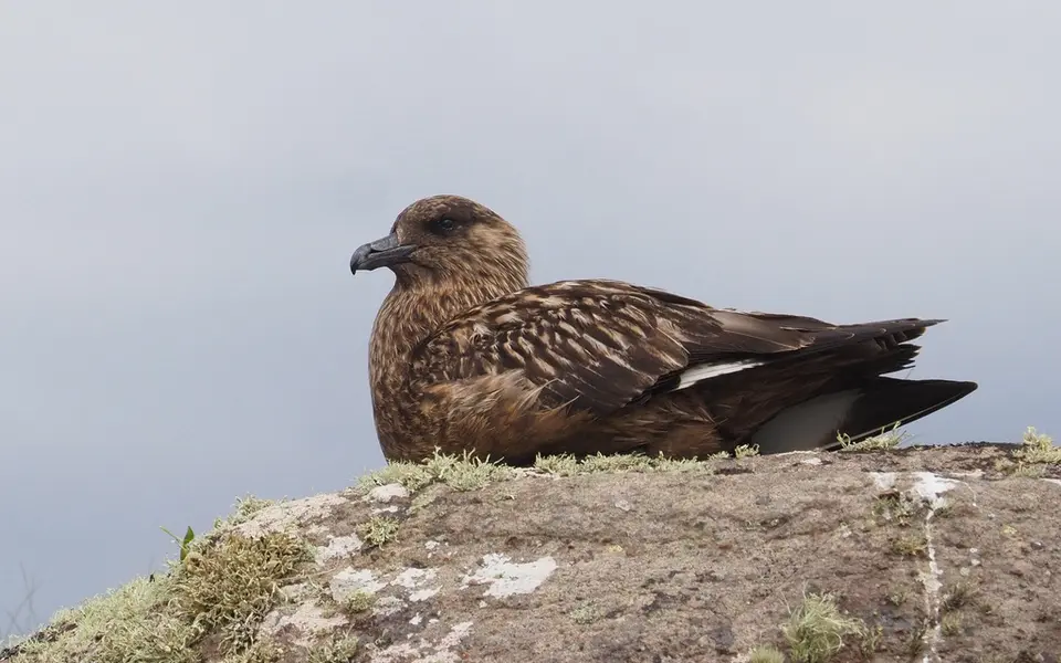 Great Skua (Stercorarius skua) — photo 1 of 4