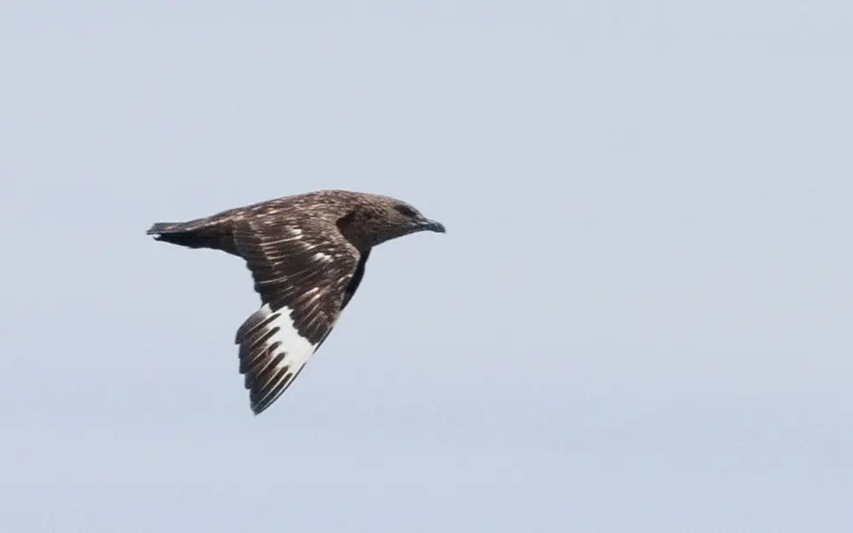 Great Skua (Stercorarius skua) — photo 4 of 4