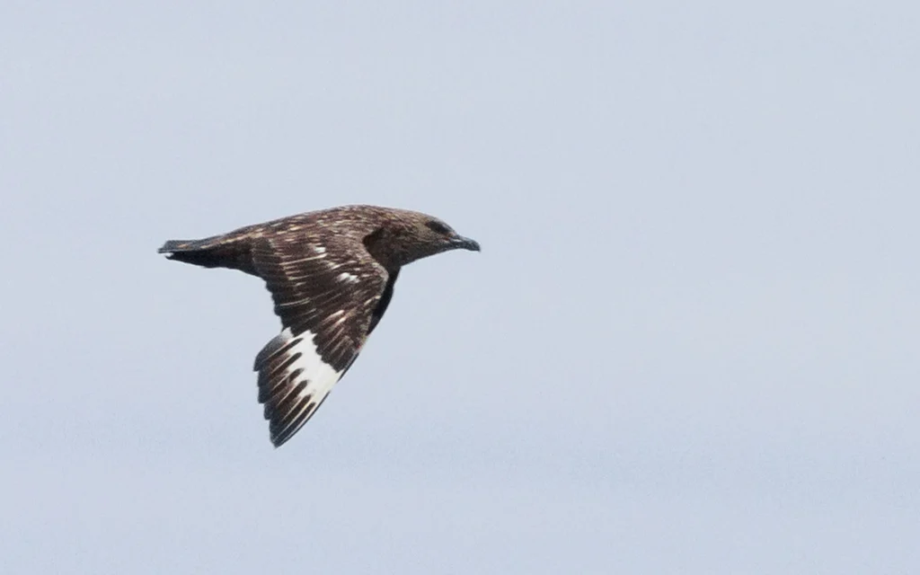 Great Skua (Stercorarius skua) — photo 4 of 4