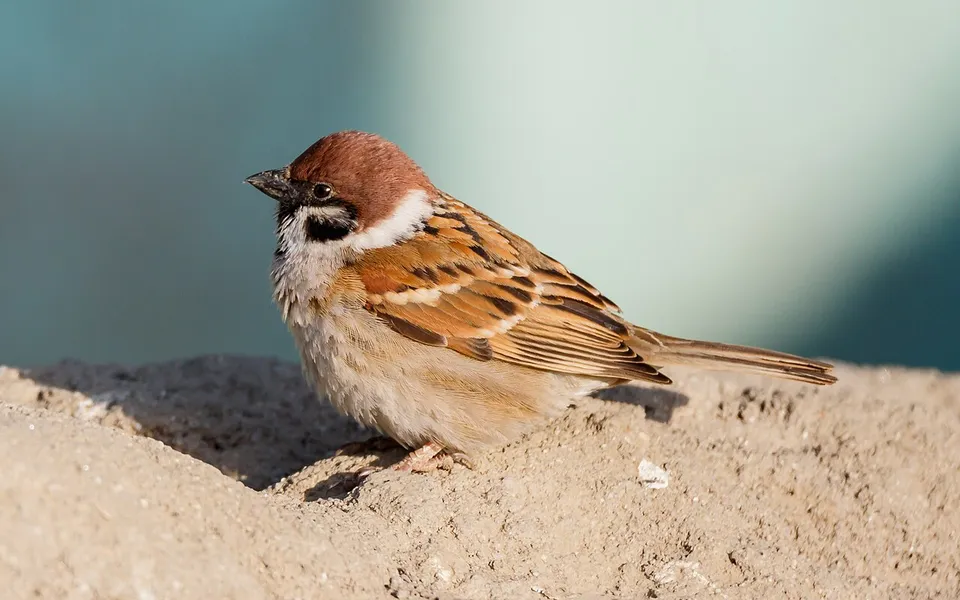 Eurasian Tree Sparrow (Passer montanus) — photo 3 of 3