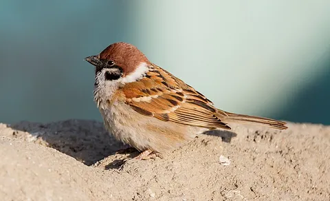 Eurasian Tree Sparrow (Passer montanus) — photo 3 of 3