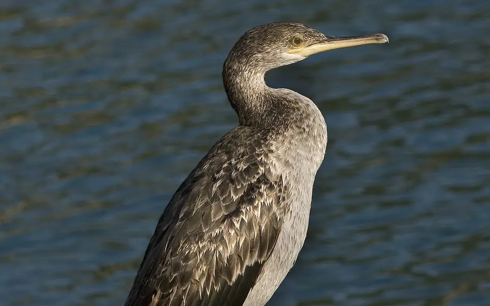 European Shag (Phalacrocorax aristotelis) — photo 1 of 4