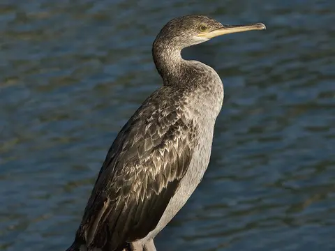 European Shag
