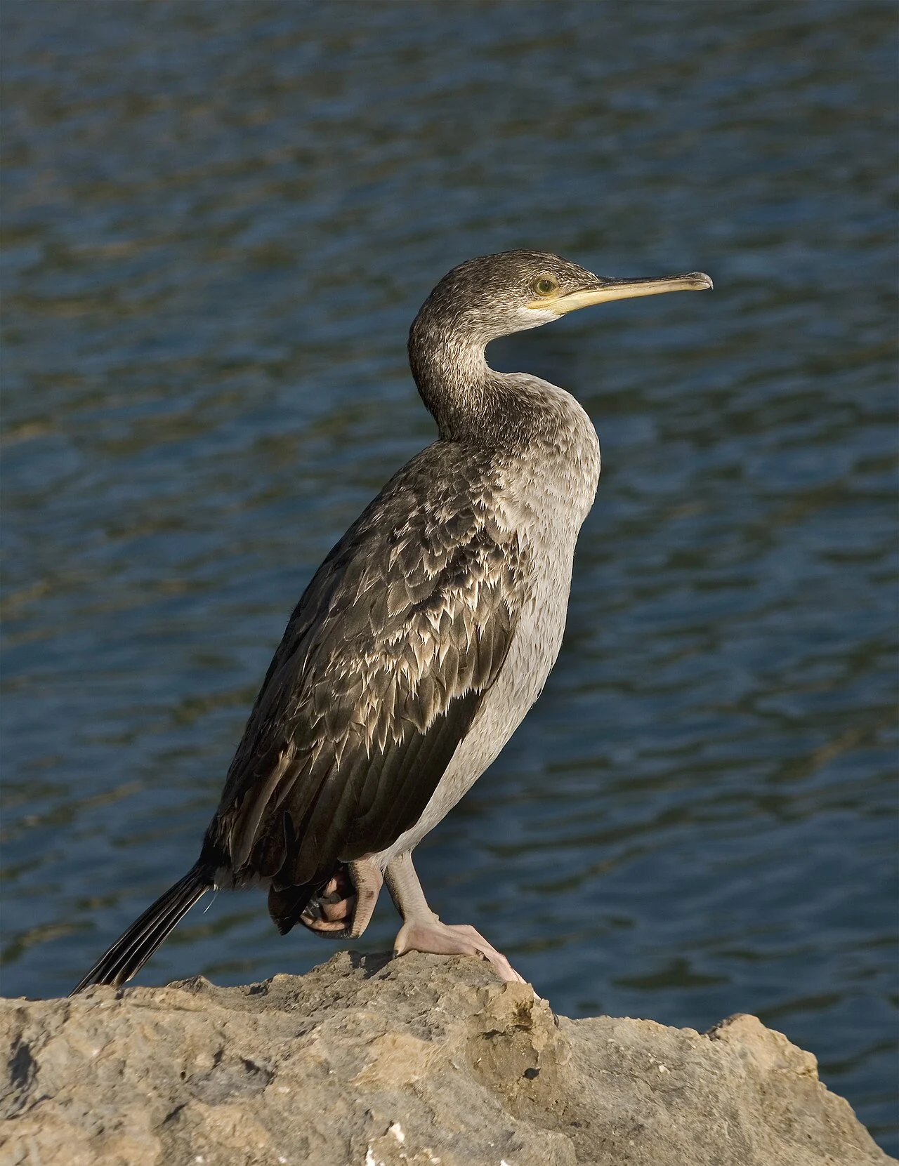 European Shag (Phalacrocorax aristotelis) — photo 1 of 4