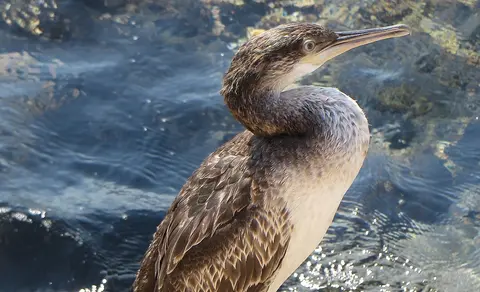 European Shag (Phalacrocorax aristotelis) — photo 2 of 4