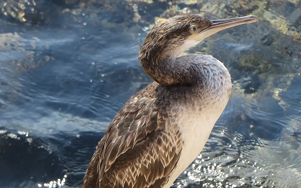 European Shag (Phalacrocorax aristotelis) — photo 2 of 4